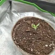 Frosty's Purple Freak