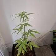 Nigerian Sativa - Love of Landrace