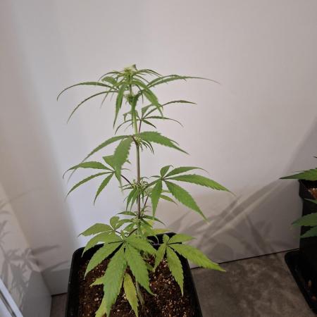 Nigerian Sativa - Love of Landrace