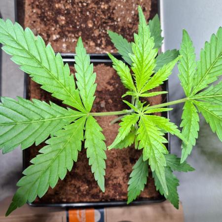 Desfrán - Dutch Passion