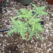 Frosty's Purple Freak