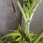 Dutch Passion Master Kush