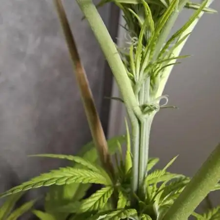 Dutch Passion Master Kush