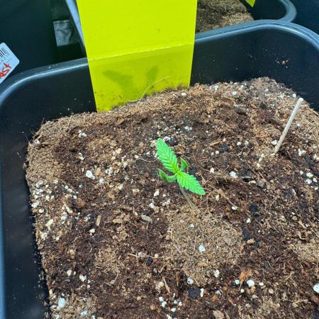 Dutch Passion Master Kush