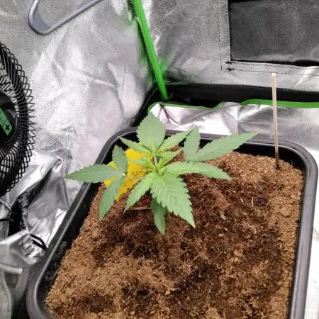 Think Fast - Dutch Passion - first try