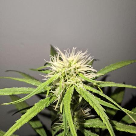 Nigerian Sativa - Love of Landrace