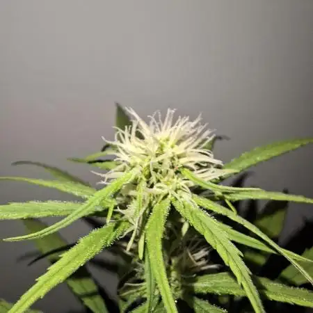 Nigerian Sativa - Love of Landrace