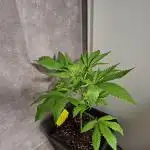 Dutch Passion Master Kush