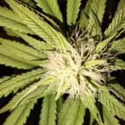 Dutch Passion Master Kush