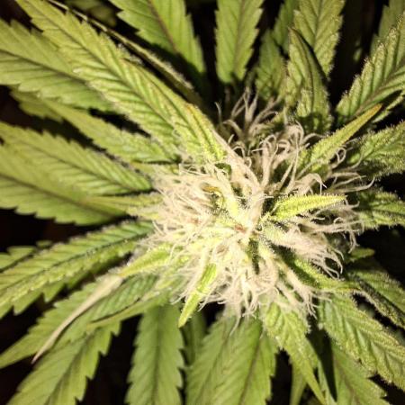 Dutch Passion Master Kush