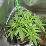 Think Fast - Dutch Passion - first try