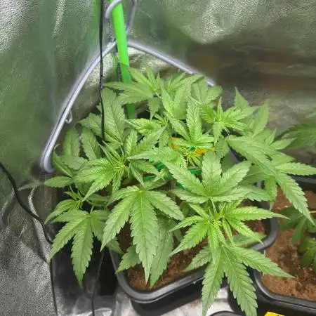 Think Fast - Dutch Passion - first try