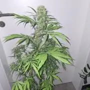 Nigerian Sativa #2 - Love of Landrace