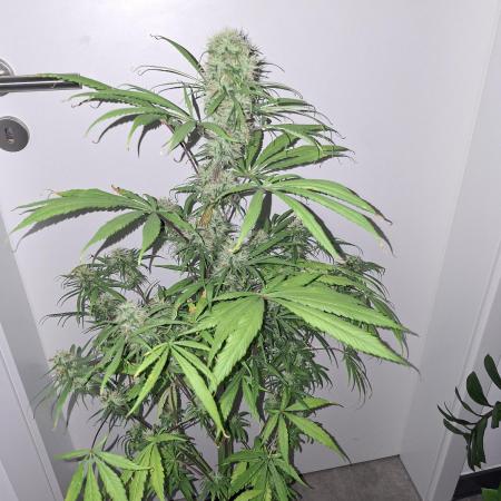 Nigerian Sativa #2 - Love of Landrace