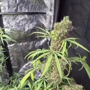 Nigerian Sativa #2 - Love of Landrace