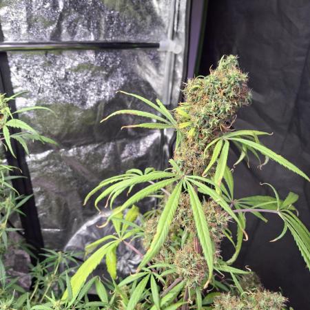 Nigerian Sativa #2 - Love of Landrace