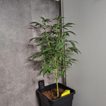 Bruce Banner (Dark Horse)