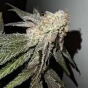 Bruce Banner (Dark Horse)