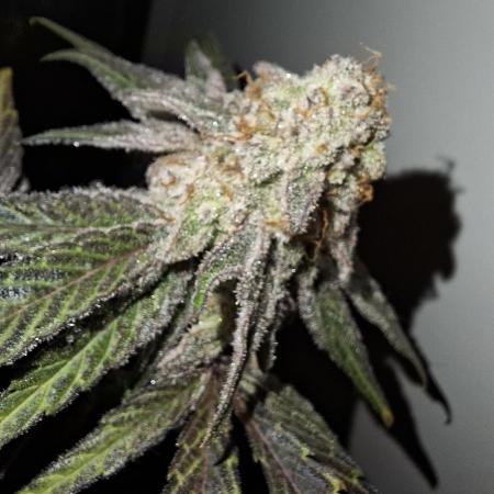 Bruce Banner (Dark Horse)