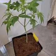 Desfrán - Dutch Passion