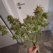 Think Fast - Dutch Passion - first try