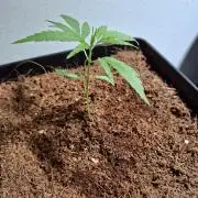 Ituri Noire - Love of Landrace