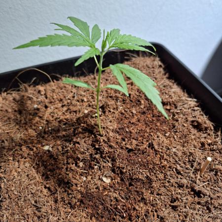 Ituri Noire - Love of Landrace