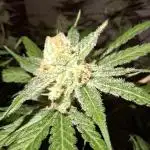 Think Fast - Dutch Passion - first try