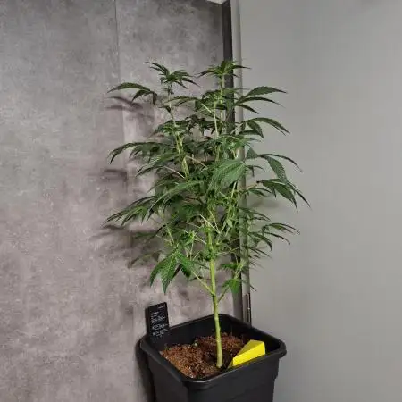 Bruce Banner (Dark Horse)