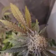 Bruce Banner (Dark Horse)