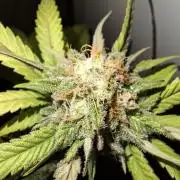 Dutch Passion Master Kush