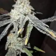 Bruce Banner (Dark Horse)