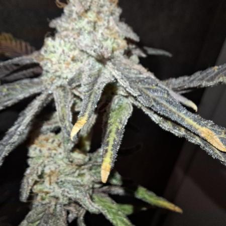 Bruce Banner (Dark Horse)