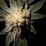 Bruce Banner (Dark Horse)