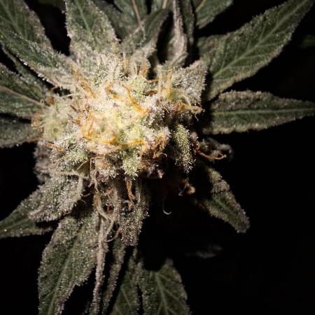 Bruce Banner (Dark Horse)