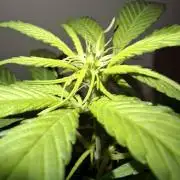 Nigerian Sativa - Love of Landrace