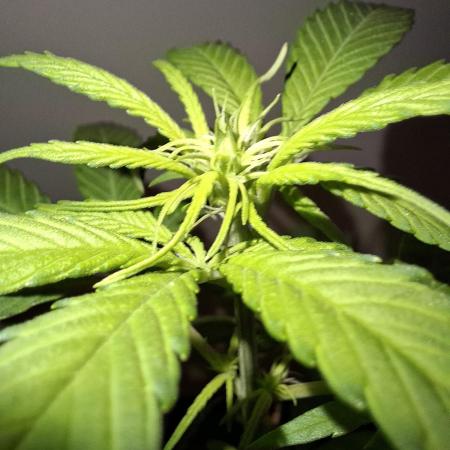 Nigerian Sativa - Love of Landrace