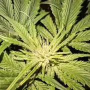 Desfrán - Dutch Passion