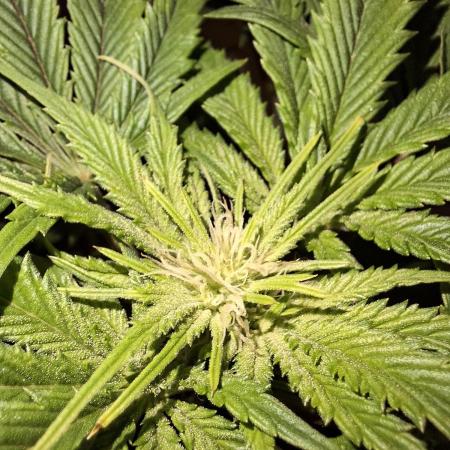 Desfrán - Dutch Passion