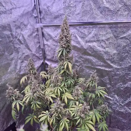 80s Durban Poison - Love of Landrace