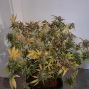 Think Fast - Dutch Passion - first try