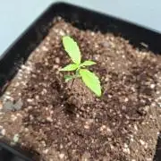 Nigerian Sativa - Love of Landrace