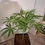 Desfrán - Dutch Passion