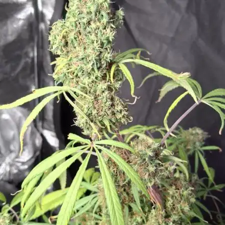Nigerian Sativa #2 - Love of Landrace