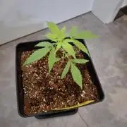 Nigerian Sativa - Love of Landrace