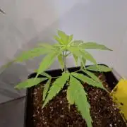 Nigerian Sativa - Love of Landrace