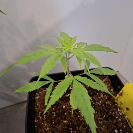 Nigerian Sativa - Love of Landrace