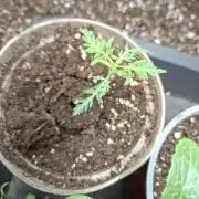 Frosty's Purple Freak