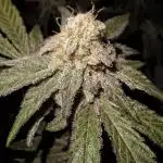 Bruce Banner (Dark Horse)