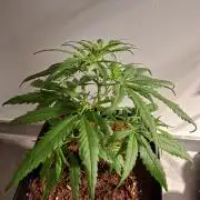 Ituri Noire - Love of Landrace